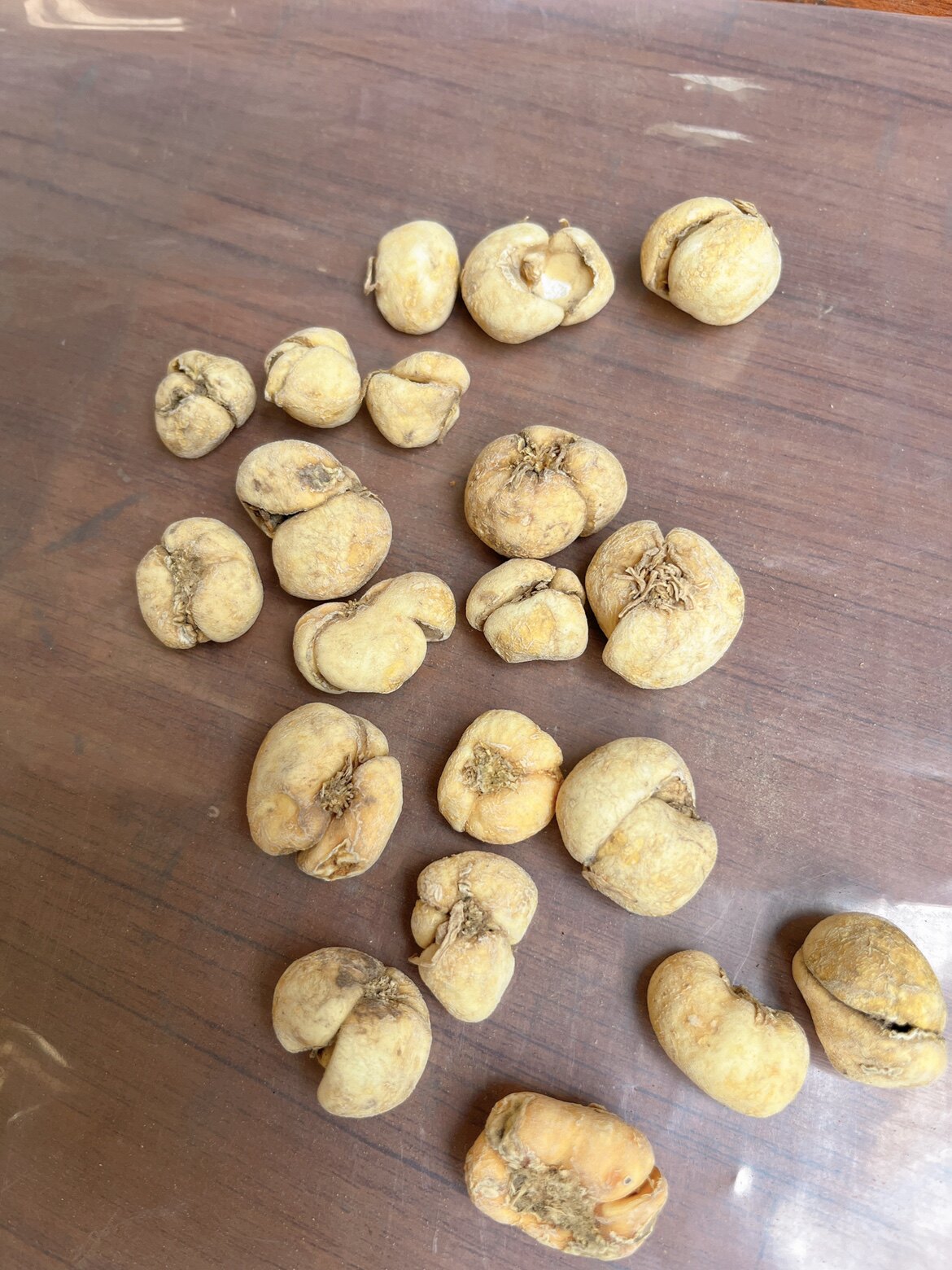 中药材贝母 正品浙贝母 500g包邮