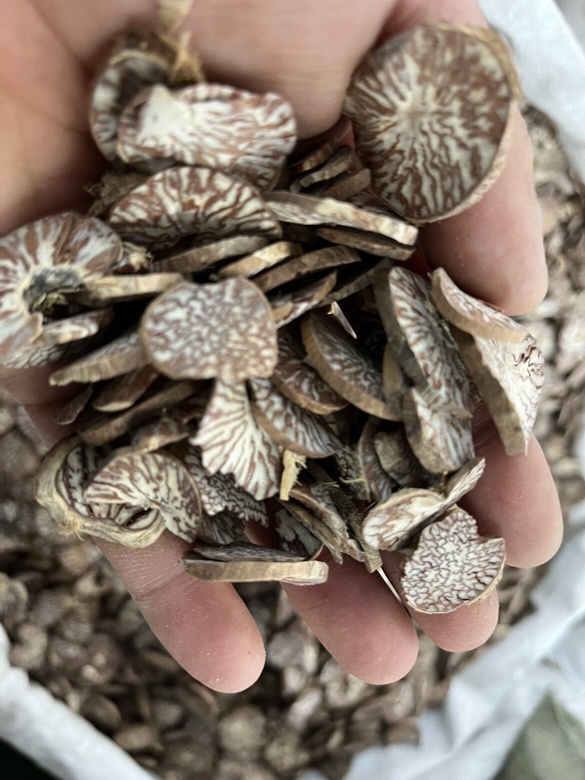 中药材槟郎 槟郎片 橄榄籽 包邮