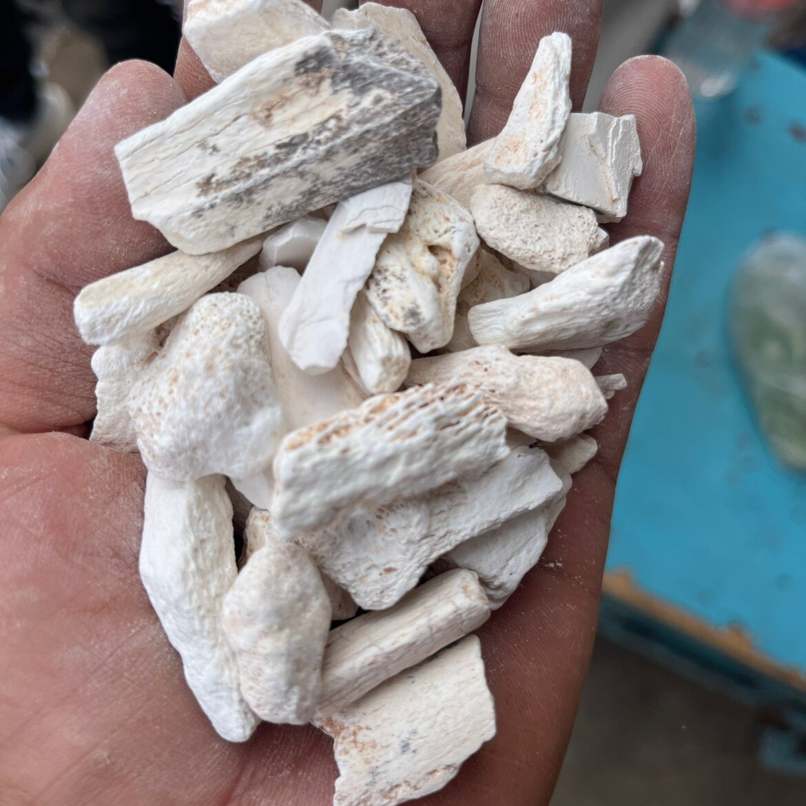 中药材龙骨 五花龙骨 正品龙骨 生龙骨 包邮