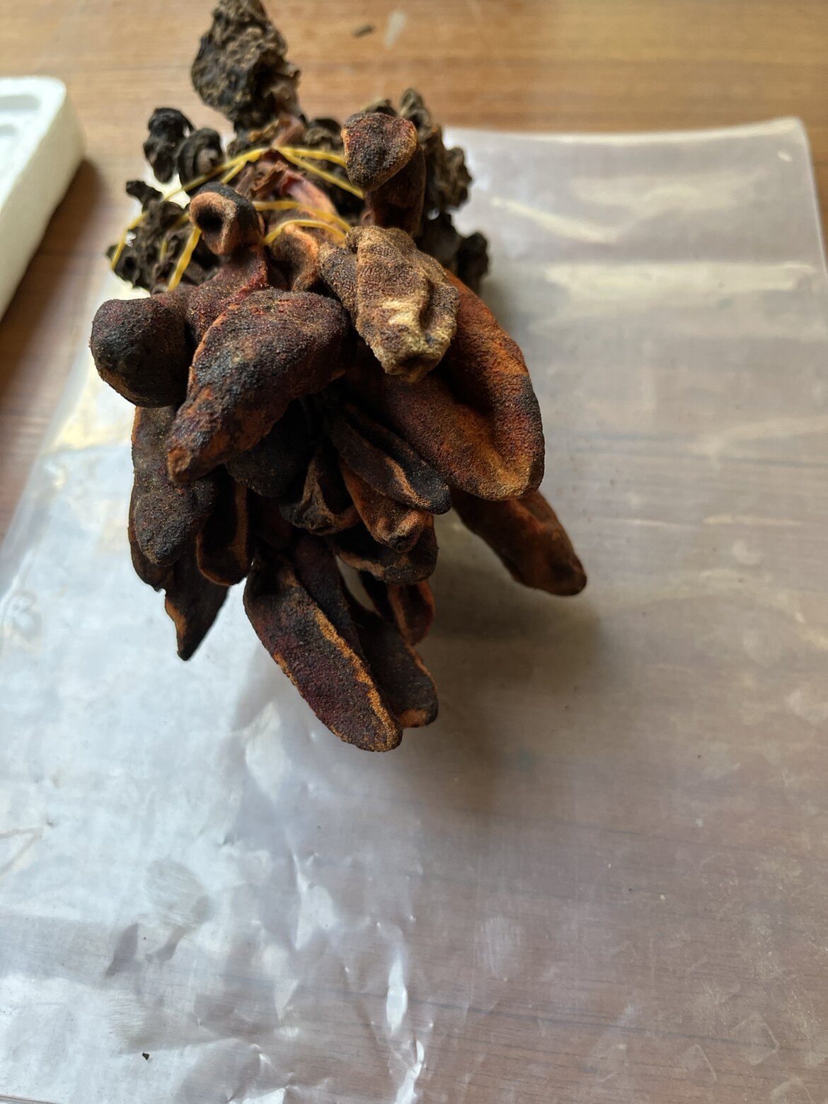 中药材回春草 无硫 不老草 男性滋补泡酒500g包邮