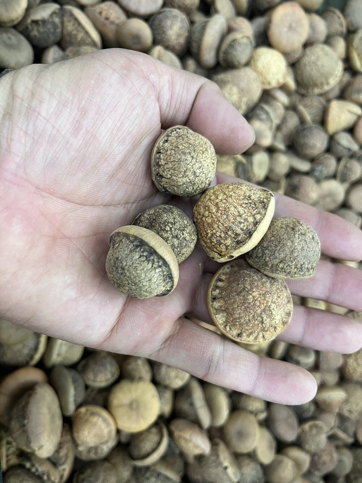 中药材风流果 大个风流果泡酒500g包邮