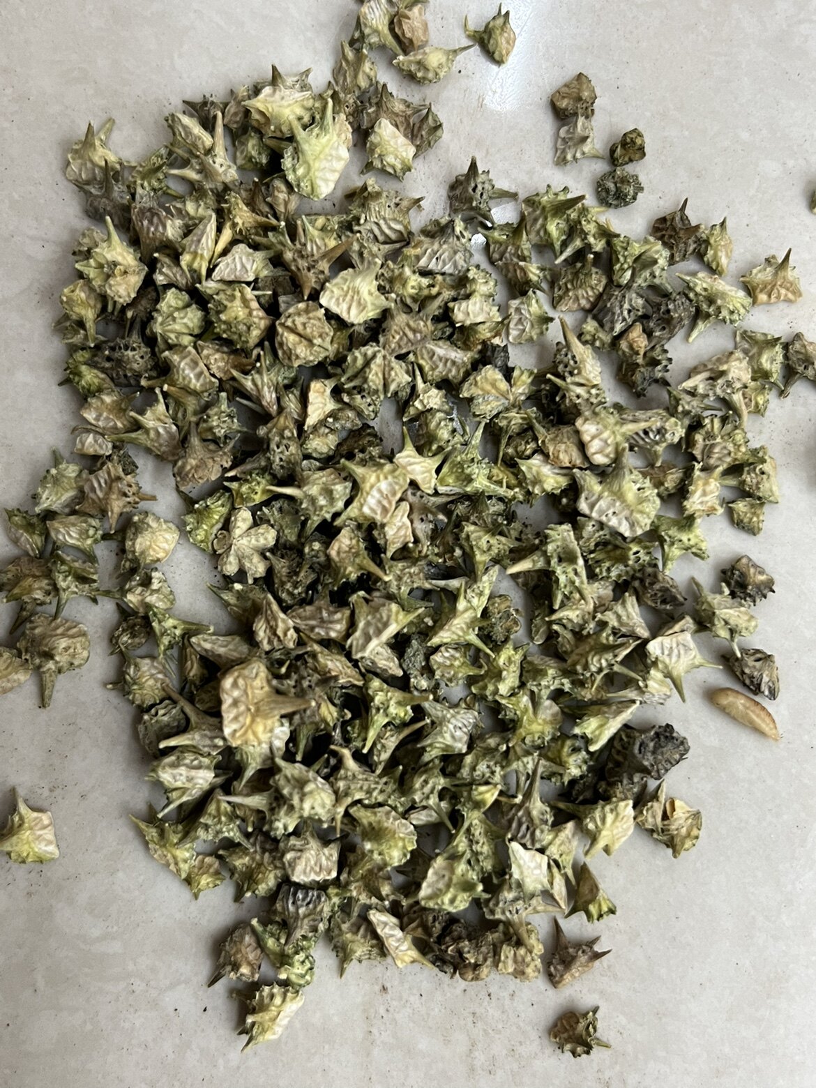 中药材刺蒺藜  白蒺藜 三角刺500g包邮