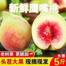 桃子水果脆桃大果桃整箱应季 正宗河源鹰嘴桃新鲜当季 脆桃可发顺丰