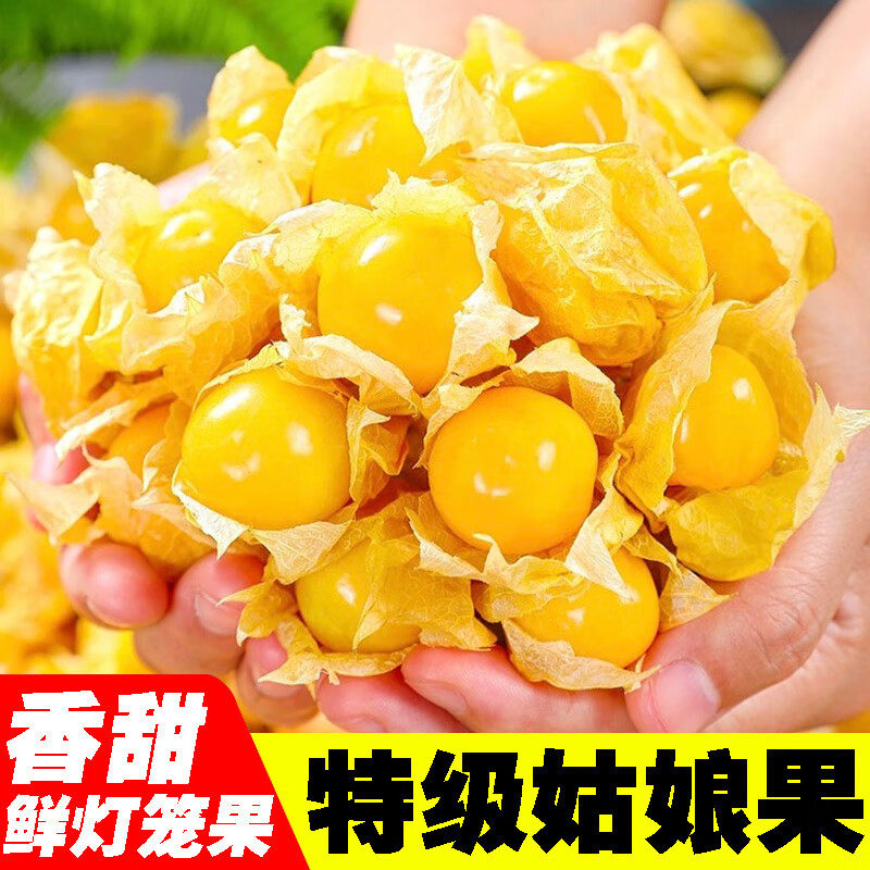 东北姑娘果新鲜水果黄菇娘特产灯笼果金豆甜菇娘特产整箱黄姑娘果