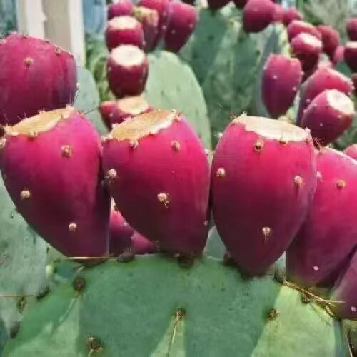 正宗海南仙人掌果实新鲜补充花青素水果热带应整箱青皮果5斤青皮