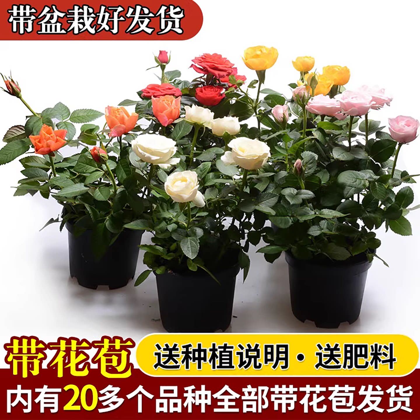玫瑰花苗特大花带花苞花卉绿植物室内外阳台盆栽蔷薇月季四季开花