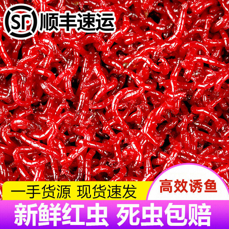 鲜活红虫特大号公虫活体活饵喂鱼饵拉饵鲫鱼野钓饵料钓鱼蚯蚓鱼饵