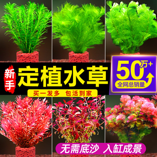 速发鱼缸水草植物真饰造景水榕蜈蚣套菊古法养鱼净水培菌新手装草