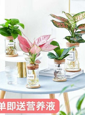 速发水培植物好面盆栽花卉绿文竹小盆景室内桌样办公室盆栽四季常