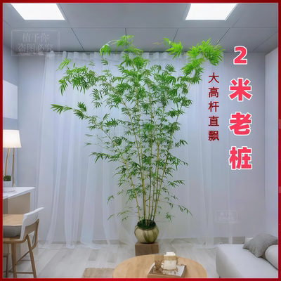 红观音竹盆栽飘枝大苗禅老桩