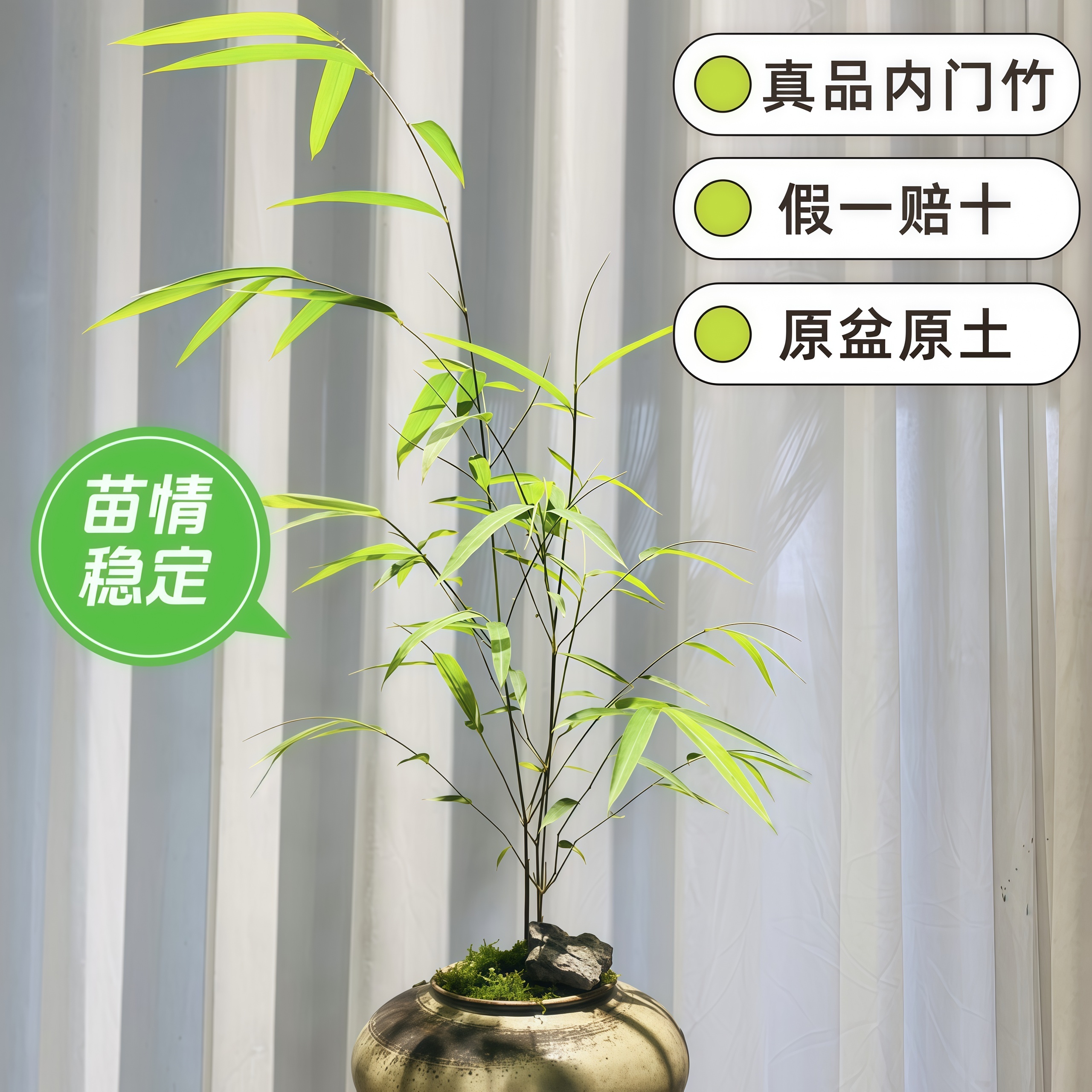 正宗台湾内门竹老盆栽精品内门竹