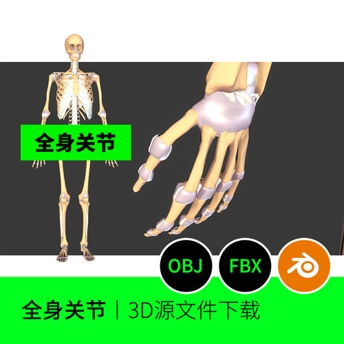 人体医学解剖骨骼骨架关节韧带3D模型建模素材blender三维527