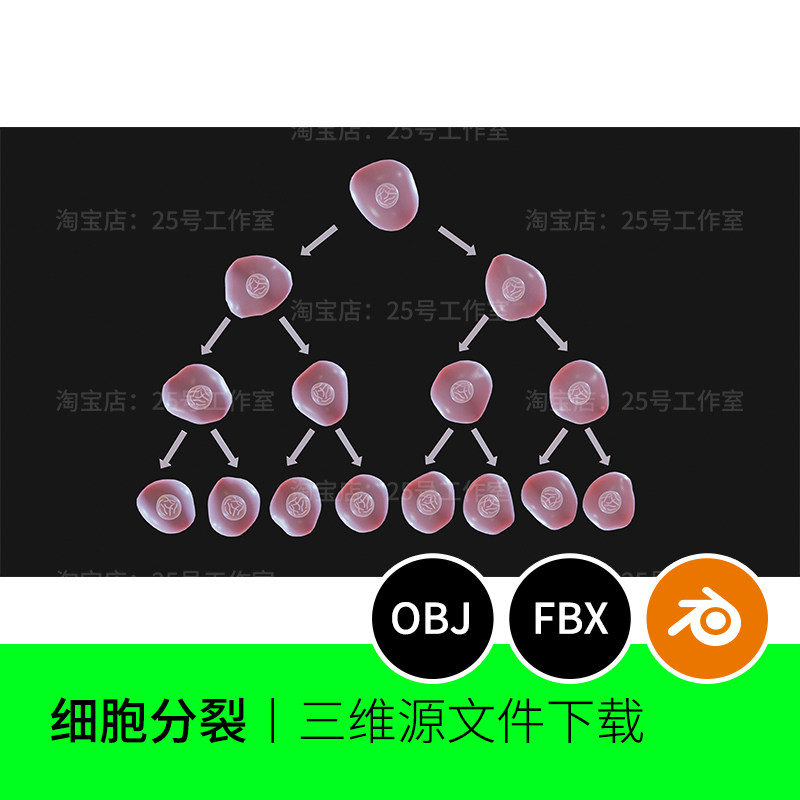 细胞有丝分裂微观3D模型blender建模C4D素材OBJ三维解剖1677