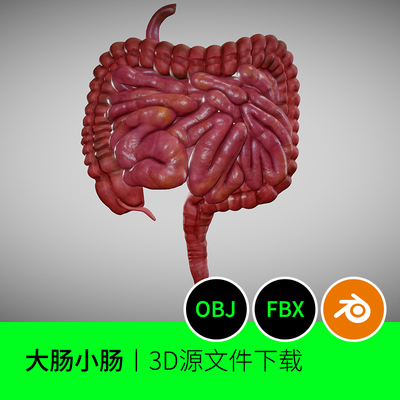 大肠小肠人体肠道解剖器官3D三维模型建模素材文件blender下载10