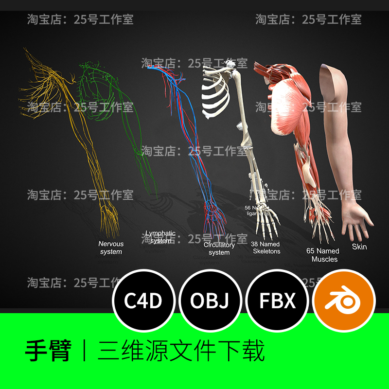 手臂手掌神经静脉动脉血管骨头肌肉皮肤解剖3D模型OBJ建模1674