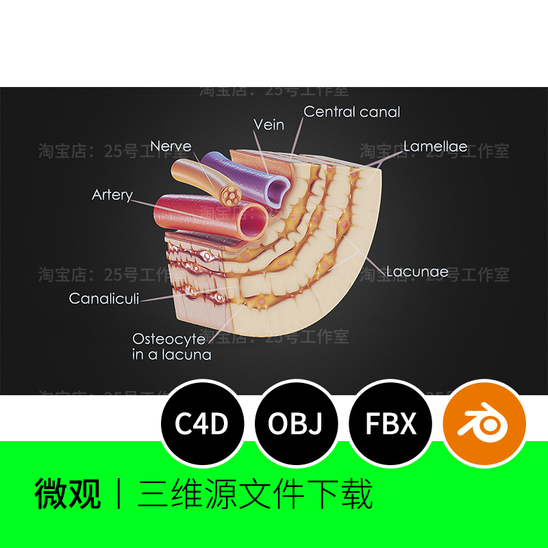 骨细胞内压缩解剖横截面3D模型blender建模C4D素材OBJ三维1428