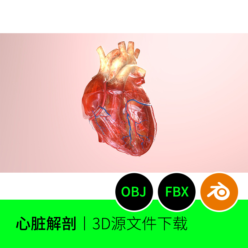 心脏血管医学解剖3D三维模型建模素材心脉blender下载FBX OBJ 96