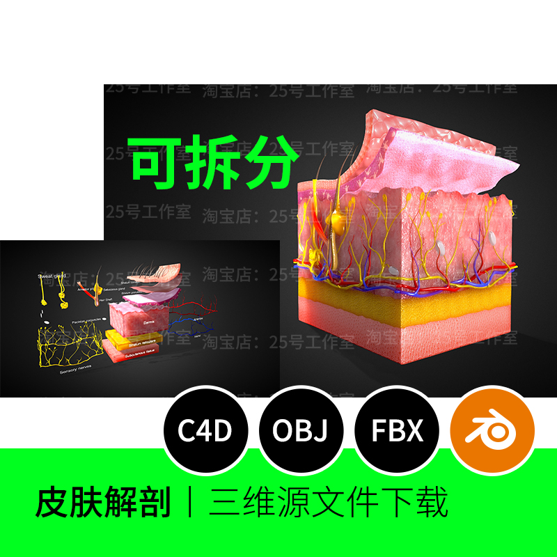 皮肤系统解剖血管毛发脂肪3D模型blender建模OBJ素材C4D三维1523