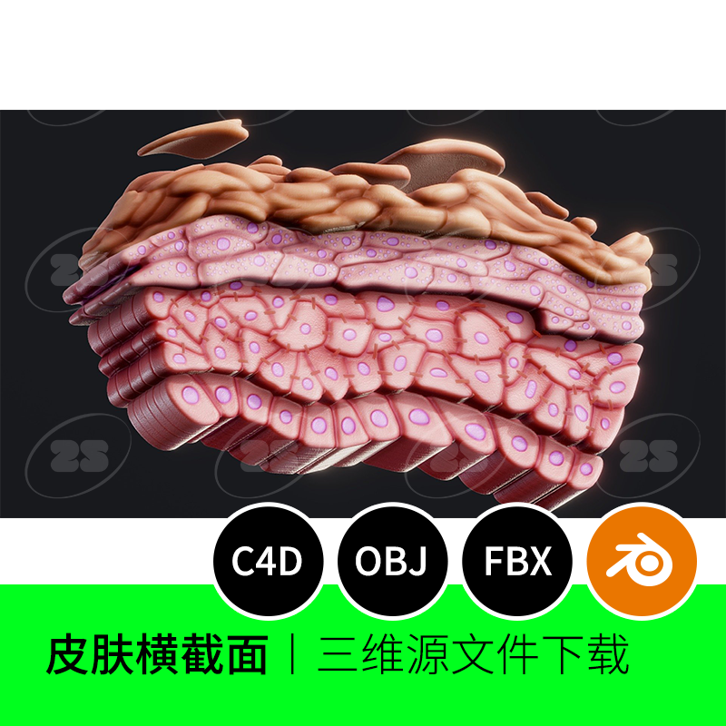 表皮横截面解剖生物医学美容3D模型blender建模C4D素材obj皮肤909