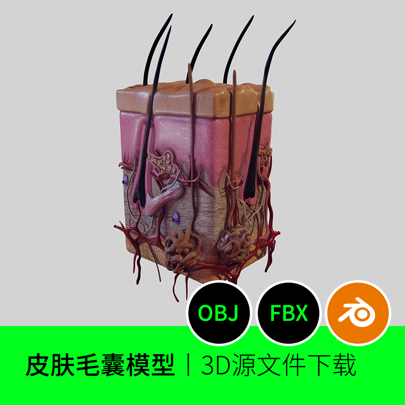 皮肤毛囊医学解剖3D三维模型建模blender下载FBX OBJ 232