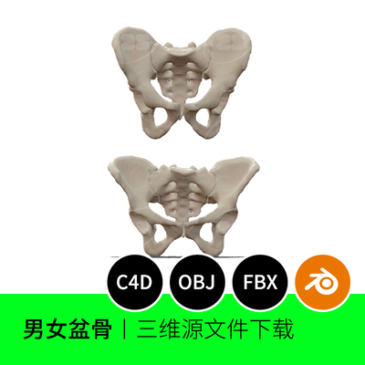男女性盆骨骨骼骨头解剖生物OBJ医学3D模型blender建模C4D素材967