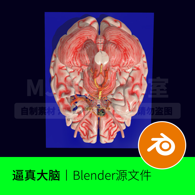 大脑小脑脑干解剖3d三维模型人体建模素材横截面blender下载961