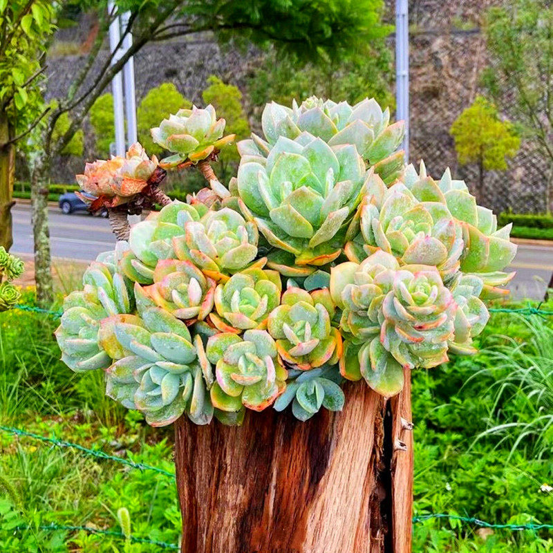 初见多肉花坊  超大白凤老桩多肉植物贵货大颗阳台庭院美观精品