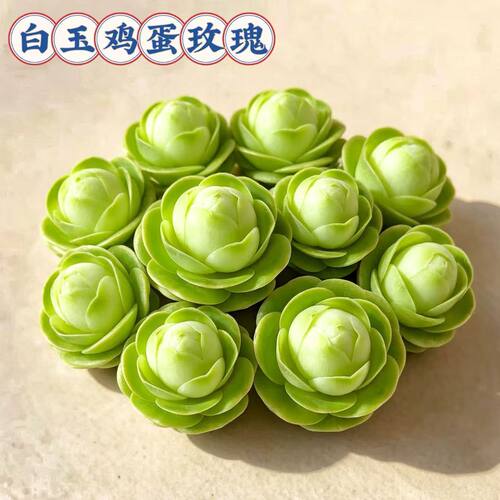 白玉鸡蛋山地玫瑰 多肉植物绿色花型带盆栽好绿植花卉阳台庭院