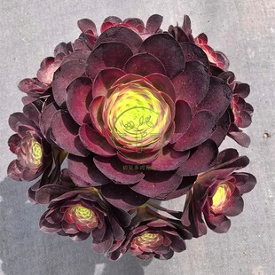 多肉植物 赤焰魅金玫瑰带盆栽好美观稀有窗台绿植花卉阳台庭院楼