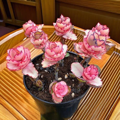 颜色美丽桌面室内易养殖