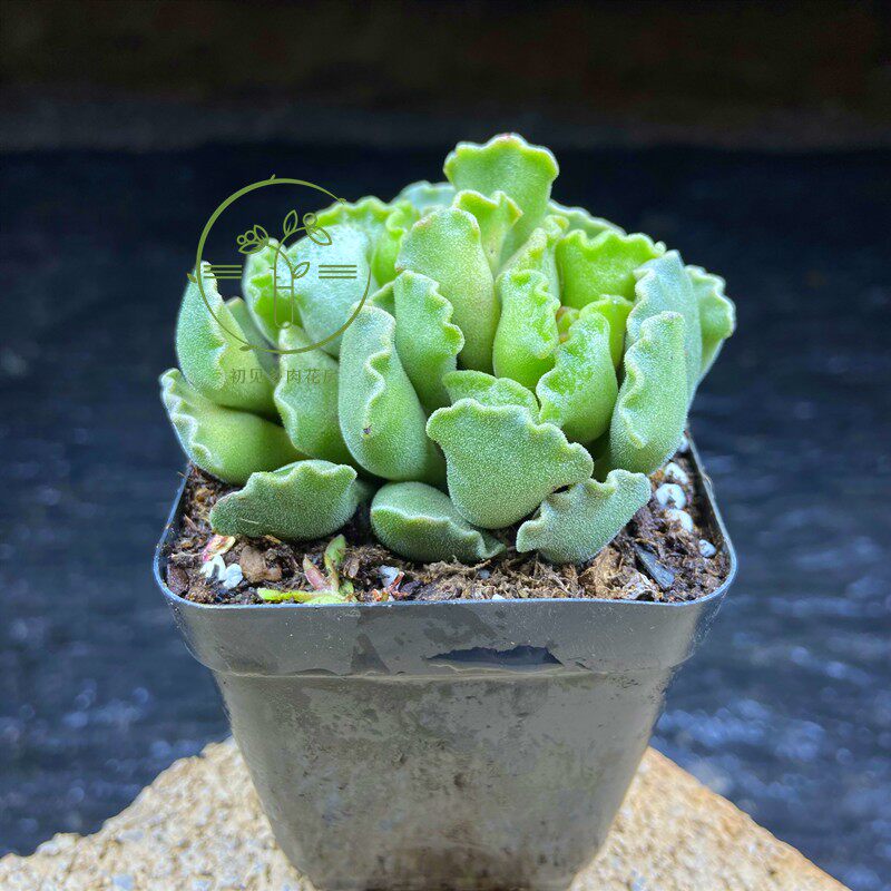 初见多肉花坊神想曲 小裙边吸甲醛防辐射萌肉盆栽花卉云南基地发
