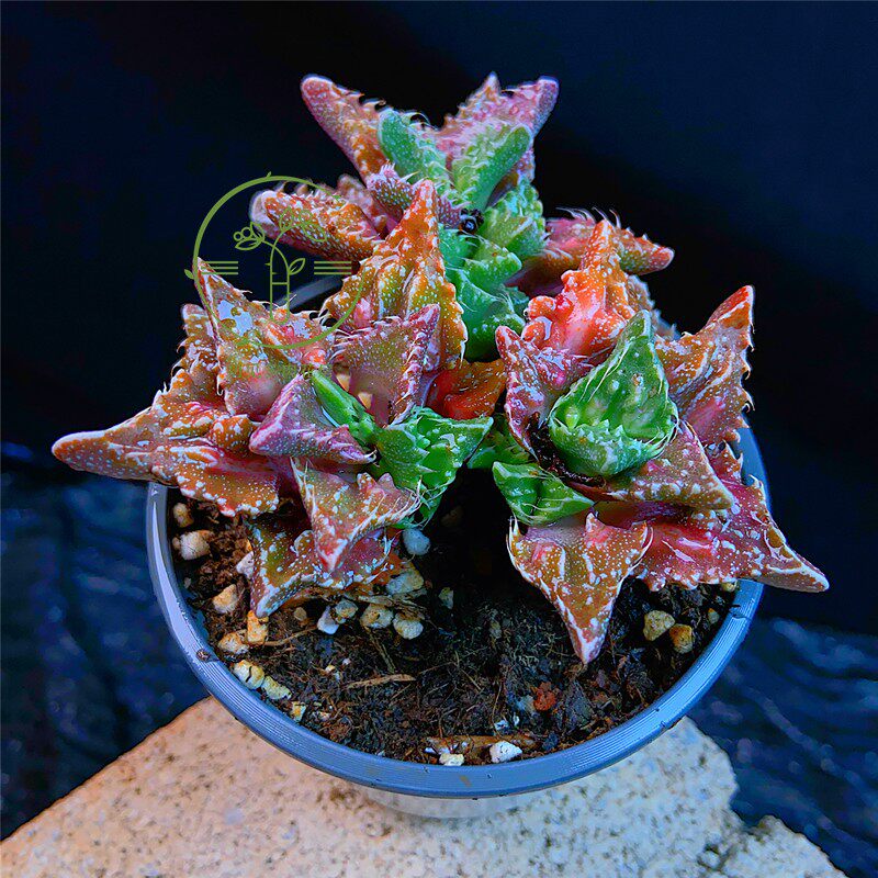 初见多肉花坊狂澜怒涛怪物 奇趣豪华精品花卉盆栽阳台