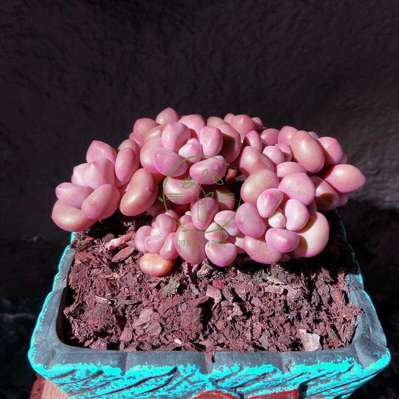 多肉植物  丸叶先锋派多头  带盆栽好美观净化空气易养殖