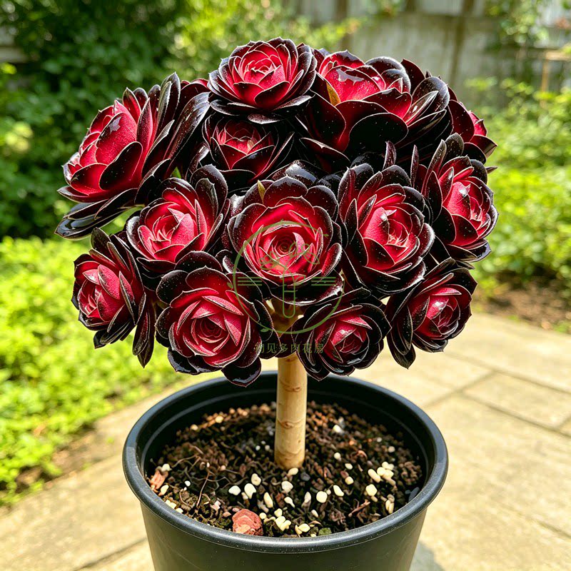 红心黑美人法师老桩玫瑰 多肉植物带盆栽好室内观赏花卉绿植阳台