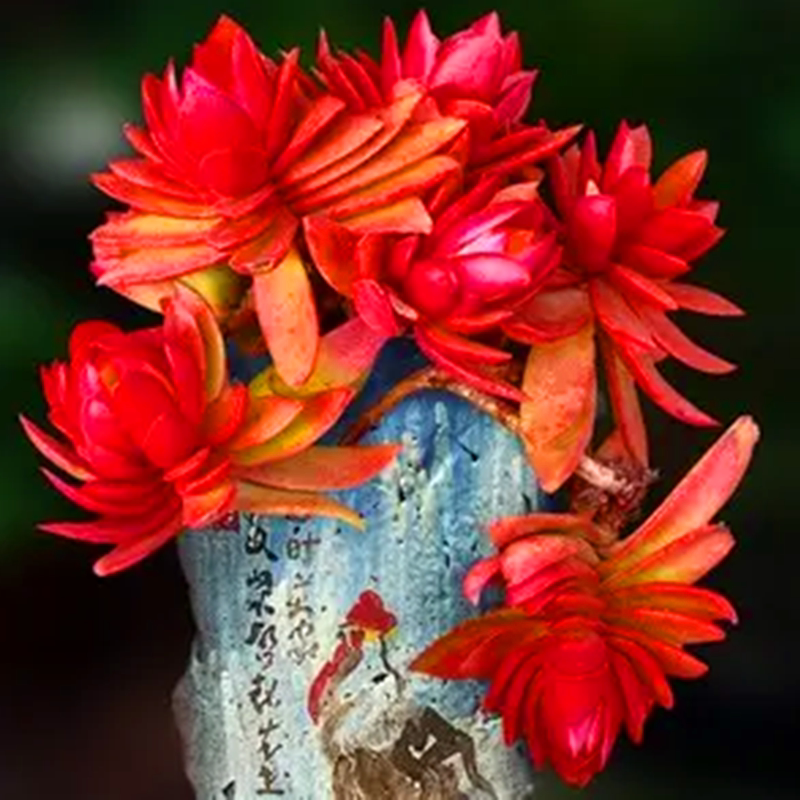 初见多肉花坊玫瑰火祭 红火炬色彩喜庆百搭室外庭院阳台楼顶盆栽