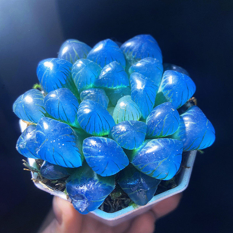 初见多肉花坊蓝镜玉露 非常透亮漂亮吸甲醛防辐射花卉基地发盆栽