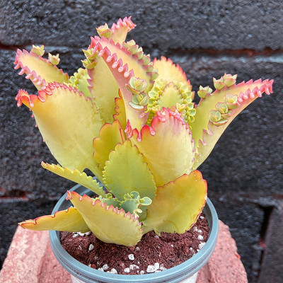 阳台庭院易养殖净化空气