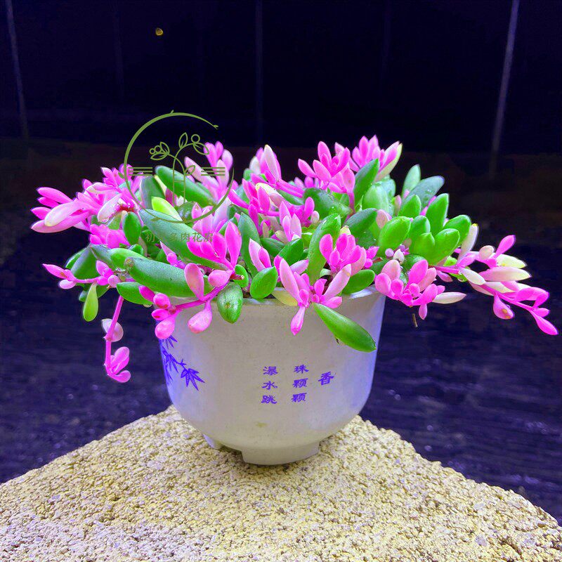 初见多肉花坊红心法师彩色浆果彩色紫玄月粉色钱串等多款萌肉链接