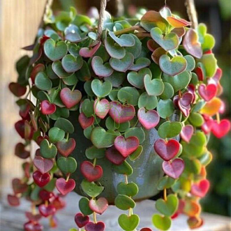 多肉植物 一串心吊篮爱心吊兰 爱之蔓 带盆栽好美观基地直发,鲜花速递/花卉仿真/绿植园艺,多肉植物,淘宝优惠券,粉丝福利购,淘宝优惠卷