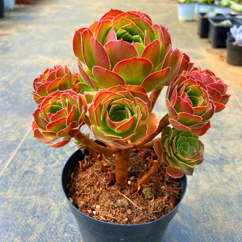 初见多肉花坊  玫瑰法师手捧花桩带盆栽好阳台庭院精品花卉