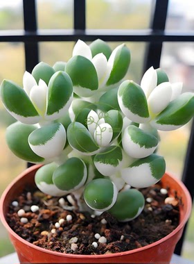 多肉植物 白松白鹿角带盆栽好美观稀有窗台绿植花卉阳台庭院楼