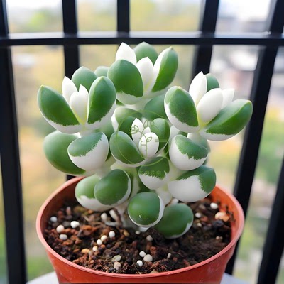 白鹿角带盆栽好美观稀有窗台绿植