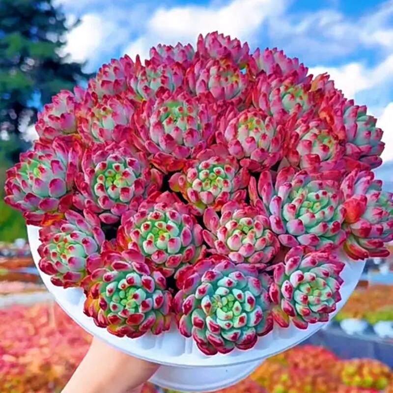 阳台庭院趣味美观好养