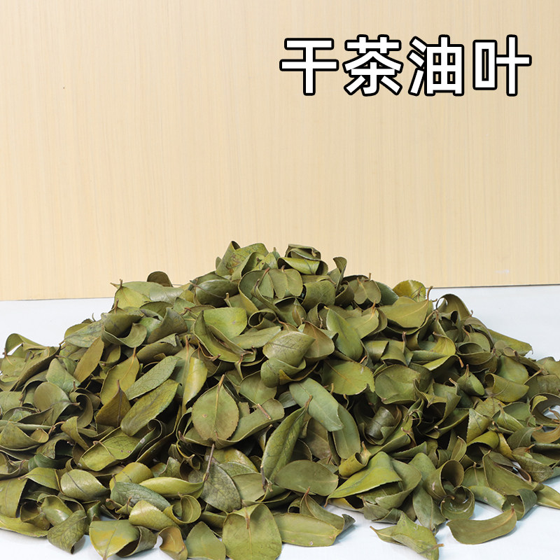 干茶油叶卷山茶树枝叶天然晒干山茶油枝叶山茶叶山茶油树叶干装饰