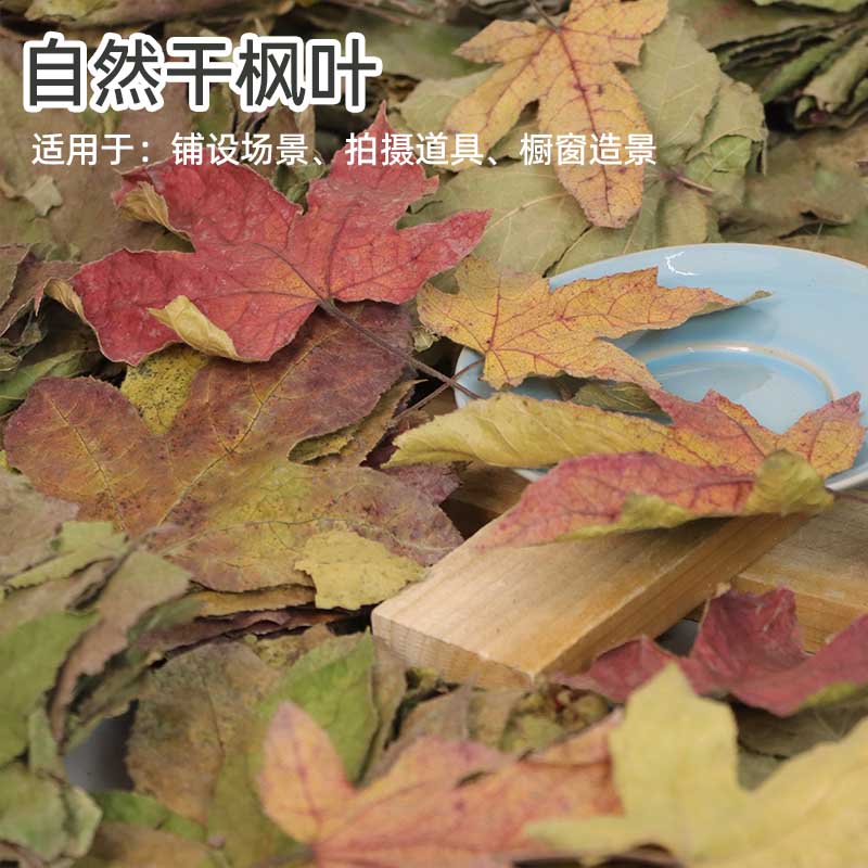 枫树叶天然干树叶装饰落叶标本