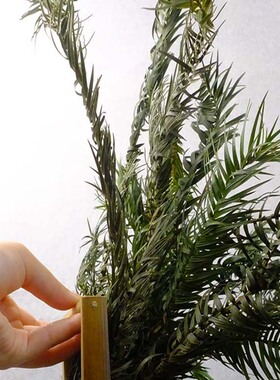 自然干杉树叶新鲜采摘真树叶真叶子装饰树枝森系绿植圣诞装饰道具