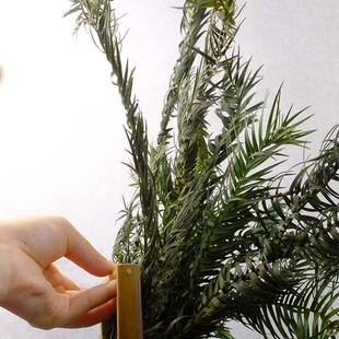 自然干杉树叶新鲜采摘真树叶真叶子装饰树枝森系绿植圣诞装饰道具