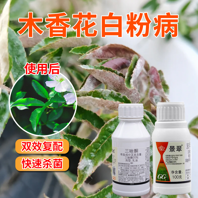 木香花白粉病叶斑病杀菌剂专用药炭疽病多肉月季花卉药国光景翠