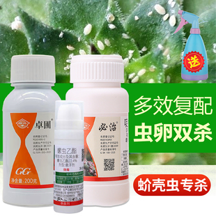 国光卓圃蚧壳虫专用药必治除木虱杀虫剂多肉月季柑橘介壳虫农药