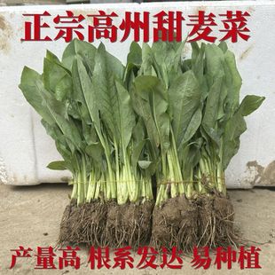 正宗广东高州甜麦菜种苗苦麦菜苗新鲜软脆甜爽口大叶圆叶带泥发货